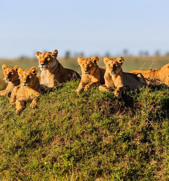 Lioness