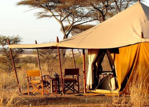 6 Days Budget Camping Safari – Wildebeest Migration & Calving Season (Jan–Mar)