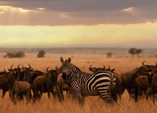 Is Tanzania Safe for Safari Travelers in 2025? What You Need to Know Before You Go