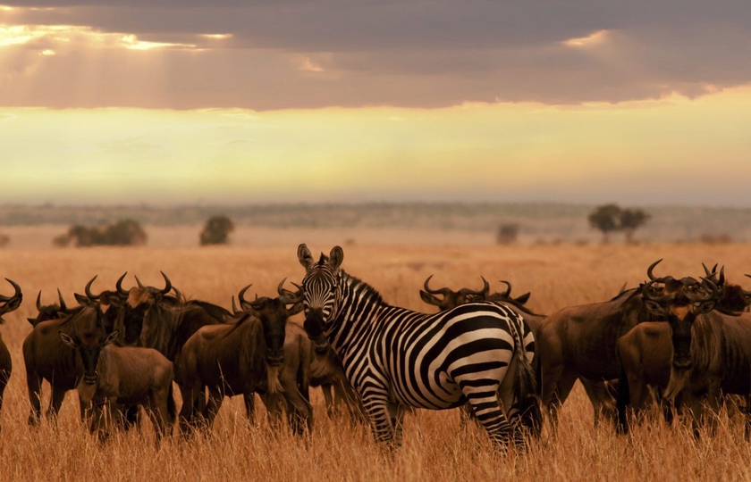 result location serengeti national park