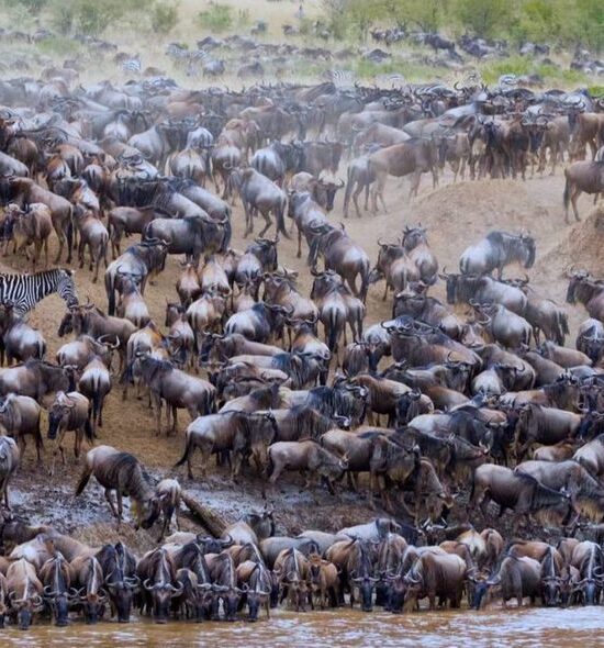 Wildebeest Migration