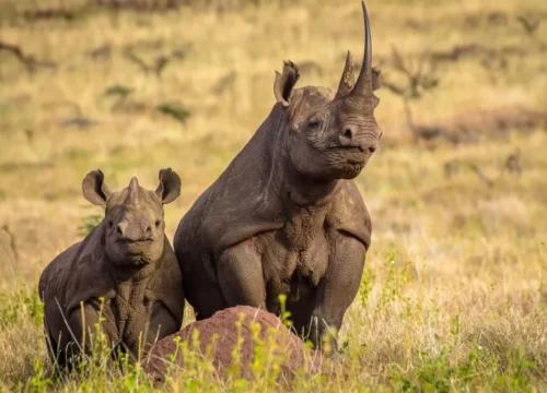 7 Days Northern Tanzania Budget Safari