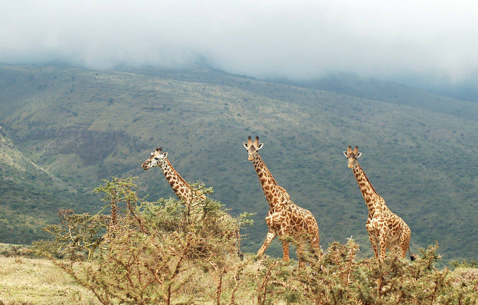 Top Experiences in Lake Manyara