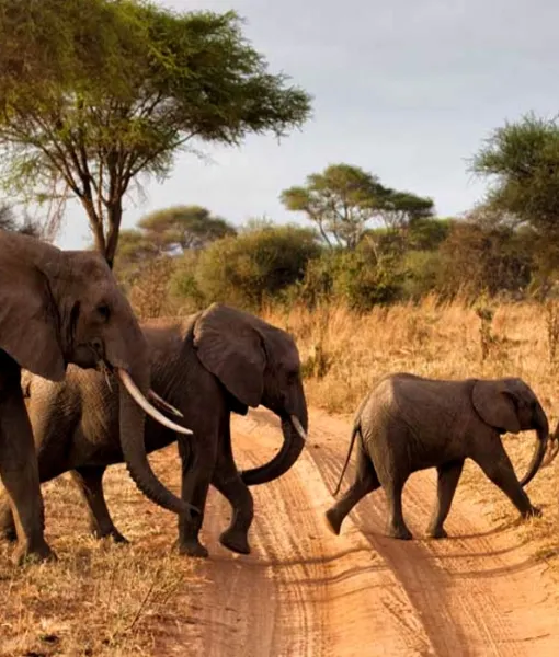 Tarangire