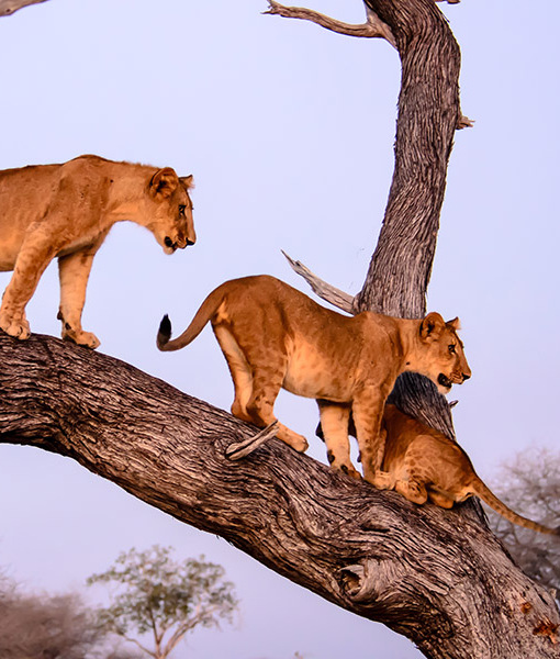 lake manyara lion