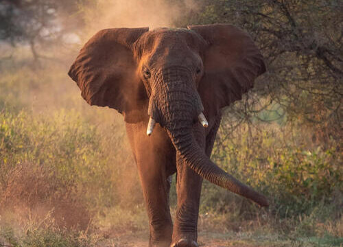 Destination 3 Tarangire