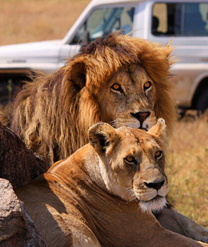 About 6 result Ngorongoro Wildlife safari2