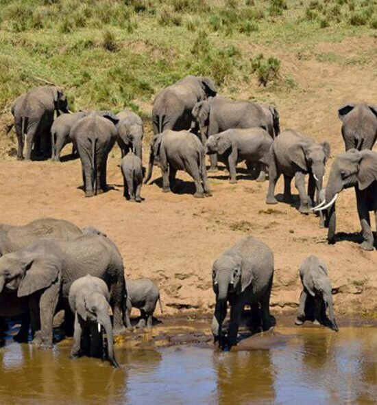 Elephants