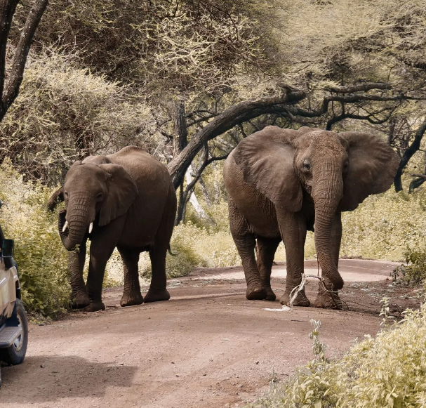 result northern safaris