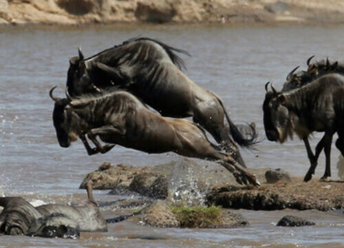 Destination 1 Serengeti